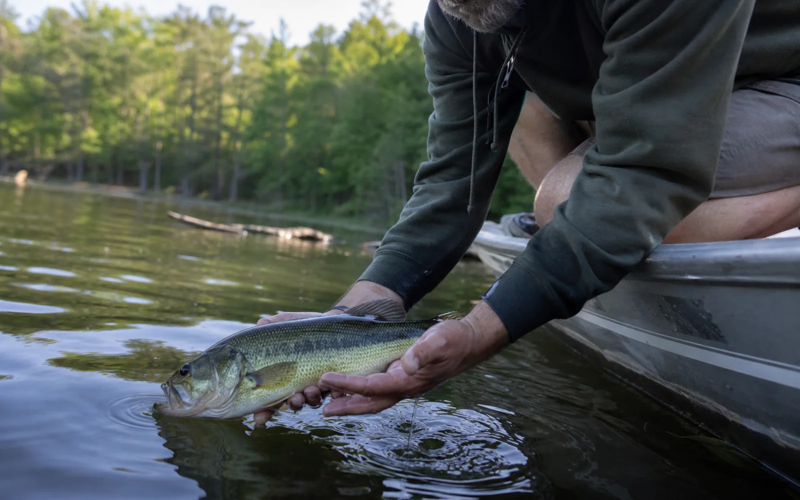 Angler carefully releasing a largemouth bass beside a small boat